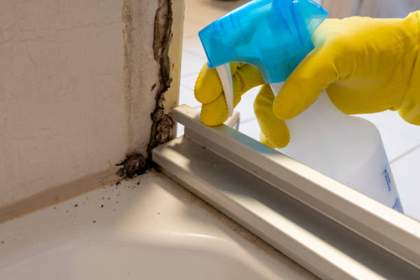 Best Localized Mold Remediation (e.g., coastal areas, humid climates) in Agua Dulce, CA