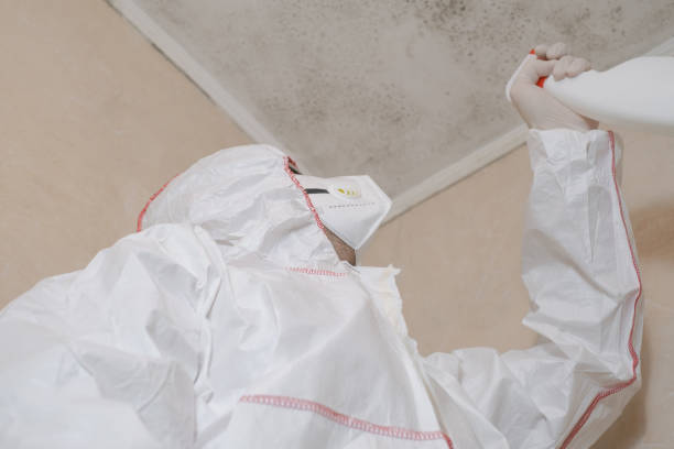 Best Residential Mold Remediation in Agua Dulce, CA
