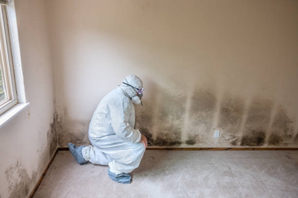 Best Mold Remediation for Specific Building Types in Agua Dulce, CA