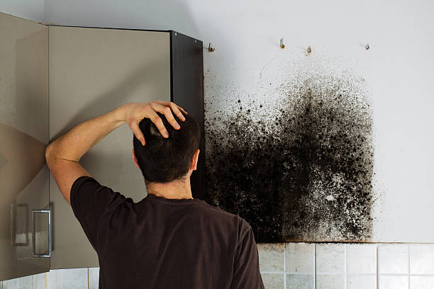 Best Preventive Mold Services in Agua Dulce, CA